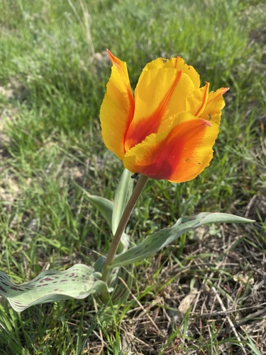 Tulipe de Greig (Tulipa greigii) — photo 3