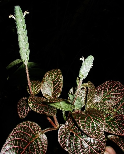 Fittonia albivenis — photo 1