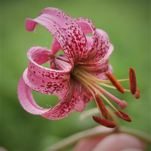 Lys (Lilium spp.) — photo 2