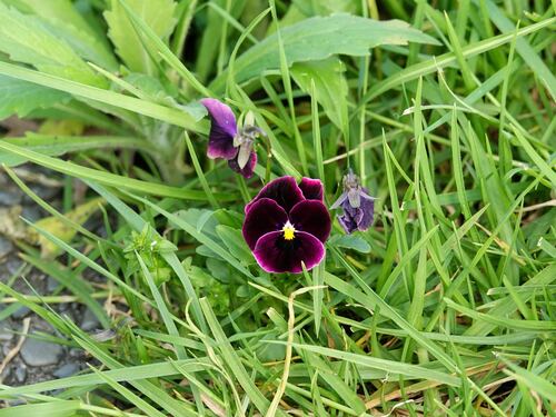 Viola × wittrockiana — photo 2