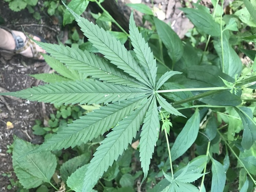 Cannabis sativa — photo 3
