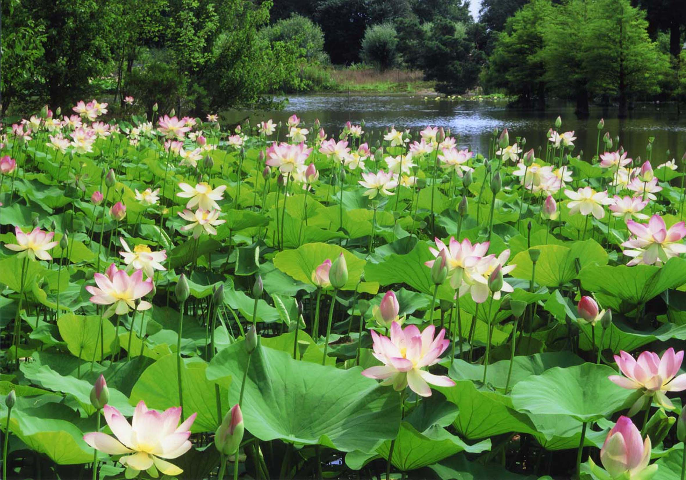Lotus sacré Nelumbo nucifera