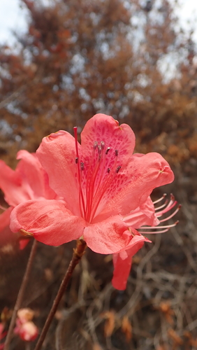 Rhododendron simsii — photo 1