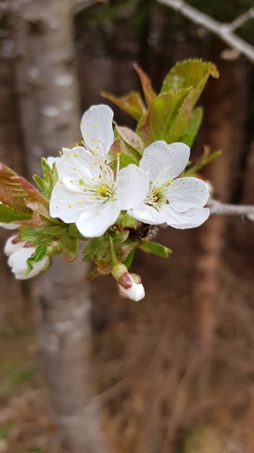 Prunus avium — photo 1