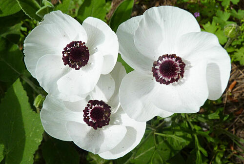 Ranunculus asiaticus — photo 1