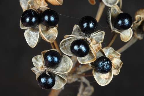 Allium tricoccum — photo 1