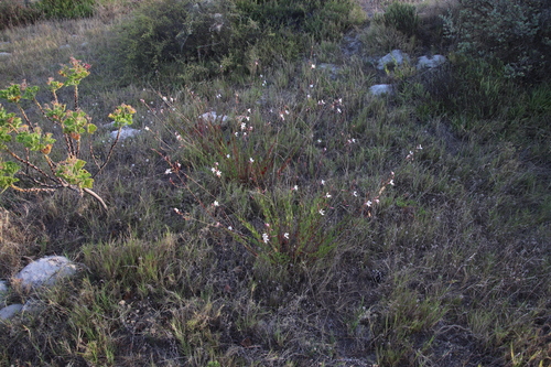 Oenothera lindheimeri — photo 3