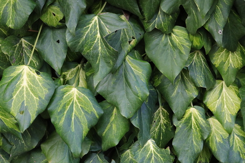 Hedera colchica — photo 1