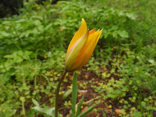Tulipe sauvage (Tulipa sylvestris) — photo 3