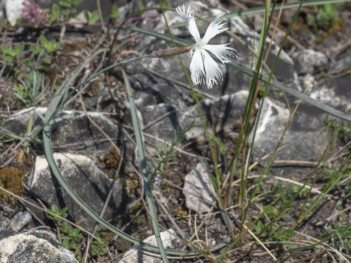 Dianthus plumarius — photo 3