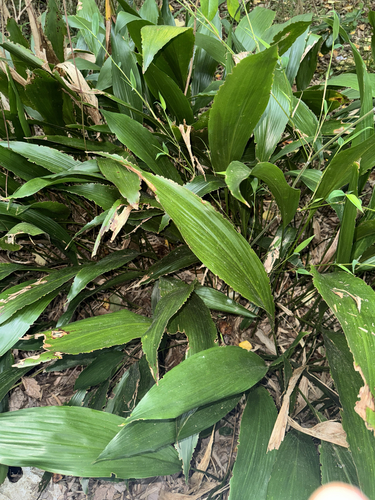 Aspidistra elatior — photo 3