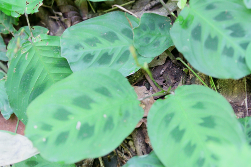 Prayer plant (Maranta leuconeura): origin and uses β photo 2