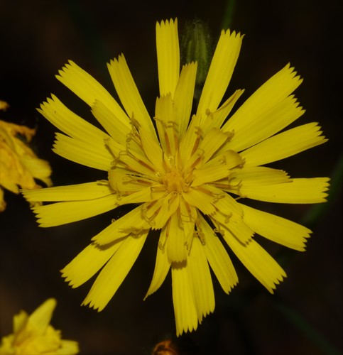 Hieracium — photo 1