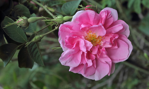 Rose de Damas (Rosa × damascena) — photo 1