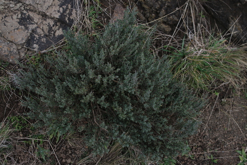Thym commun (Thymus vulgaris) — photo 3