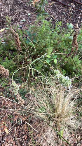 Nepeta — photo 3