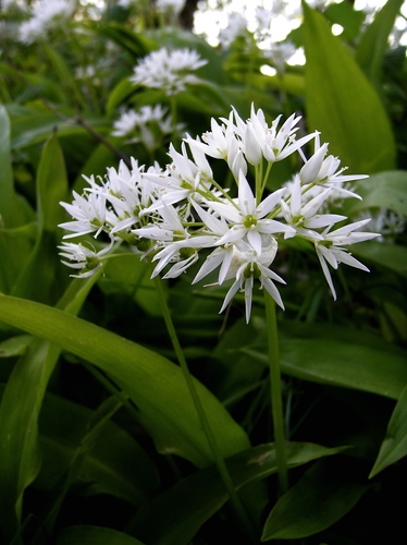 Ail des ours (Allium ursinum) — photo 1