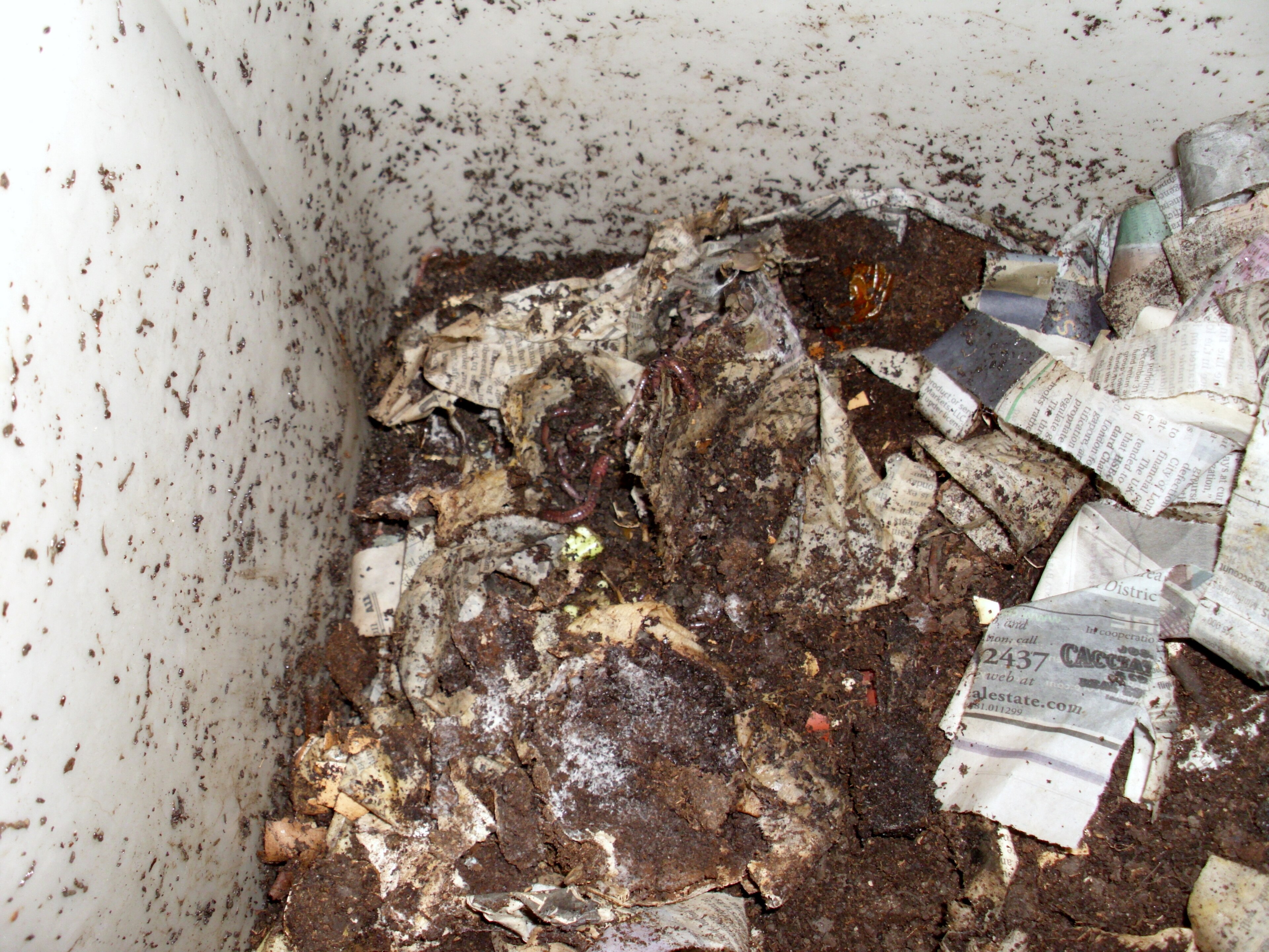 Intérieur d'un lombricomposteur après plusieurs semaines d'apport de déchets de cuisine, turricules visibles sur les parois