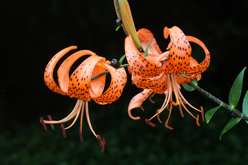 Lys tigré (Lilium lancifolium) — photo 1
