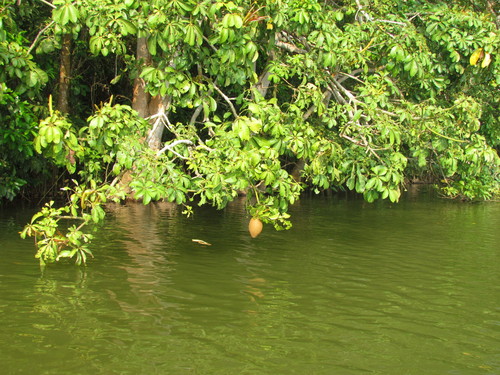 Provision tree (Pachira aquatica): origin and uses β photo 2