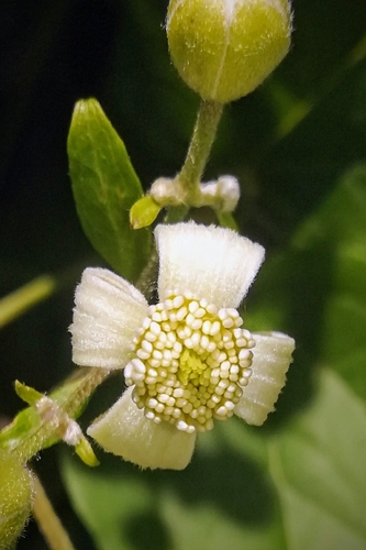 Clématite des haies (Clematis vitalba) — photo 2