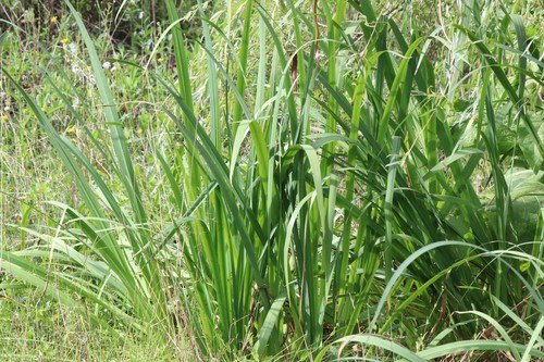 Iris ensata — photo 3
