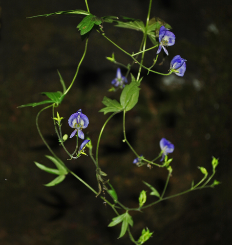 Aconitum — photo 2