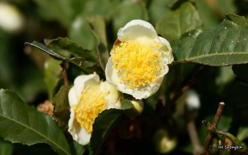 Camellia sinensis — photo 1