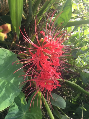 Lycoris radiata — photo 3