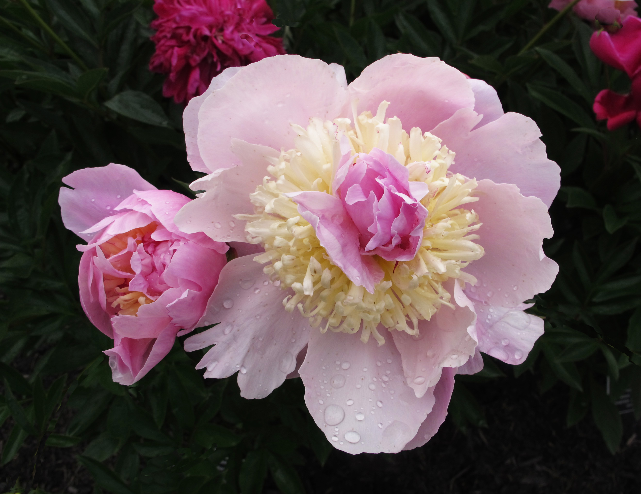 Pivoine Paeonia lactiflora