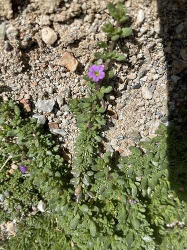 Calibrachoa — photo 3