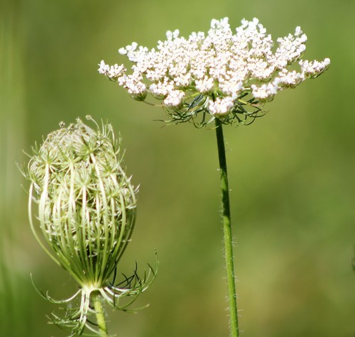 Karotte (Daucus carota subsp. sativus): Herkunft und Verwendung — wuchsform 1