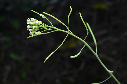 Arabidopsis thaliana — photo 3