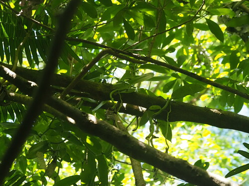 Vanilla planifolia — photo 3