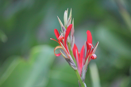 Canna indica — photo 1