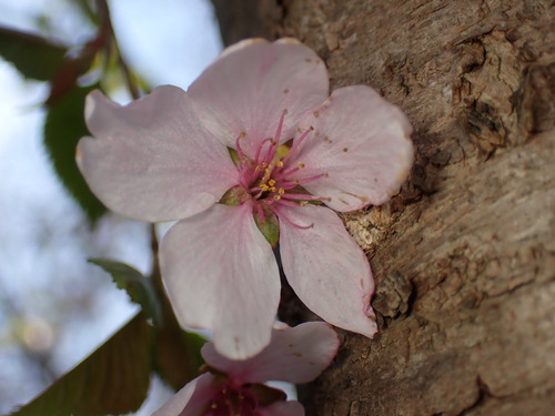 Prunus serrulata — photo 2