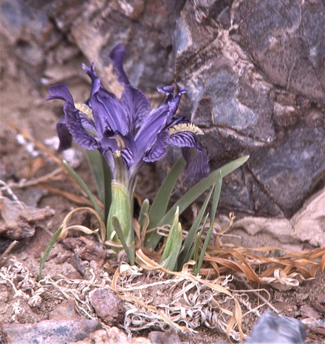 iris (Iris): origin and uses — photo 5