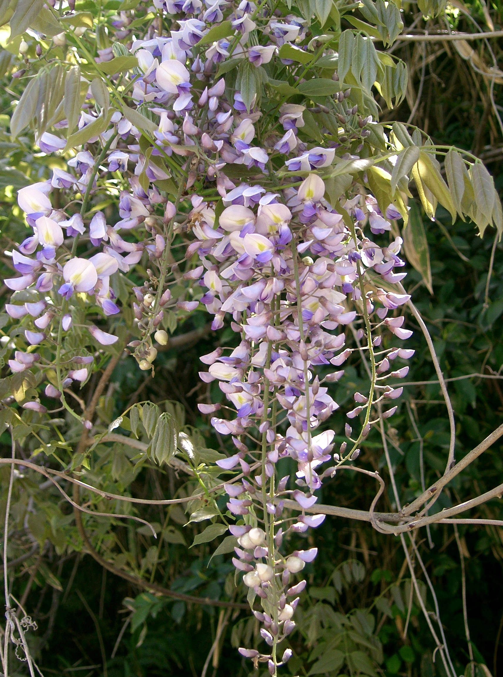 Glycine Wisteria floribunda