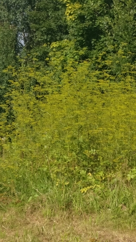 Pastinaca sativa — photo 3