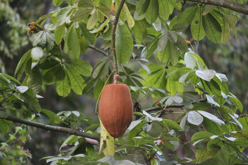 Provision tree (Pachira aquatica): origin and uses β photo 3