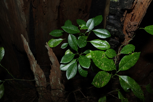 Citrus × limon — photo 3