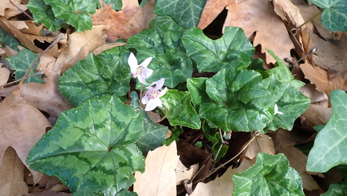 Cyclamen hederifolium — photo 2