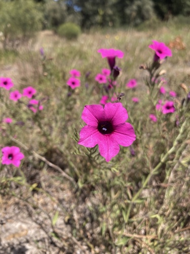 Petunia — photo 3