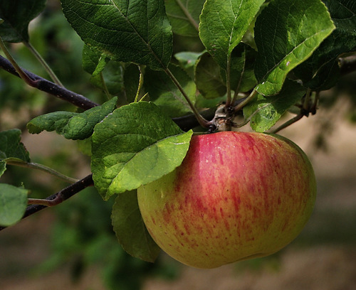 Malus domestica — photo 1