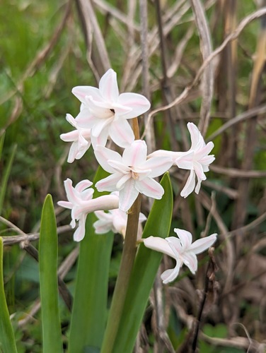 Hyacinthus orientalis — photo 3