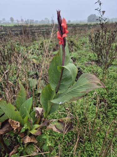Canna indica — photo 2