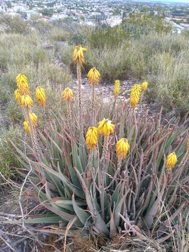 Aloe vera — photo 1