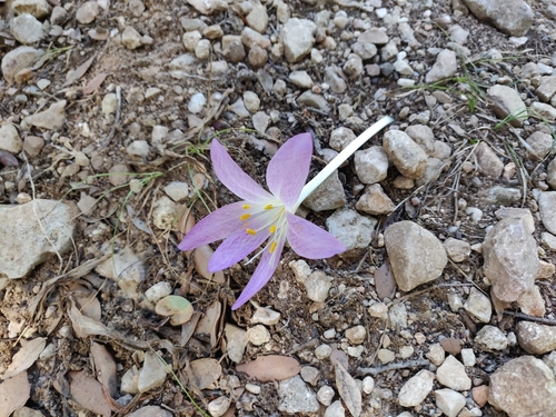 Colchicum autumnale — photo 2