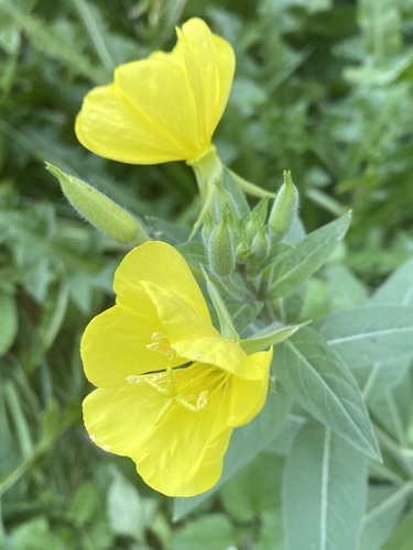 Oenothera biennis — photo 4