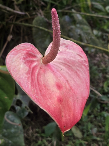 Anthurium andraeanum — photo 2